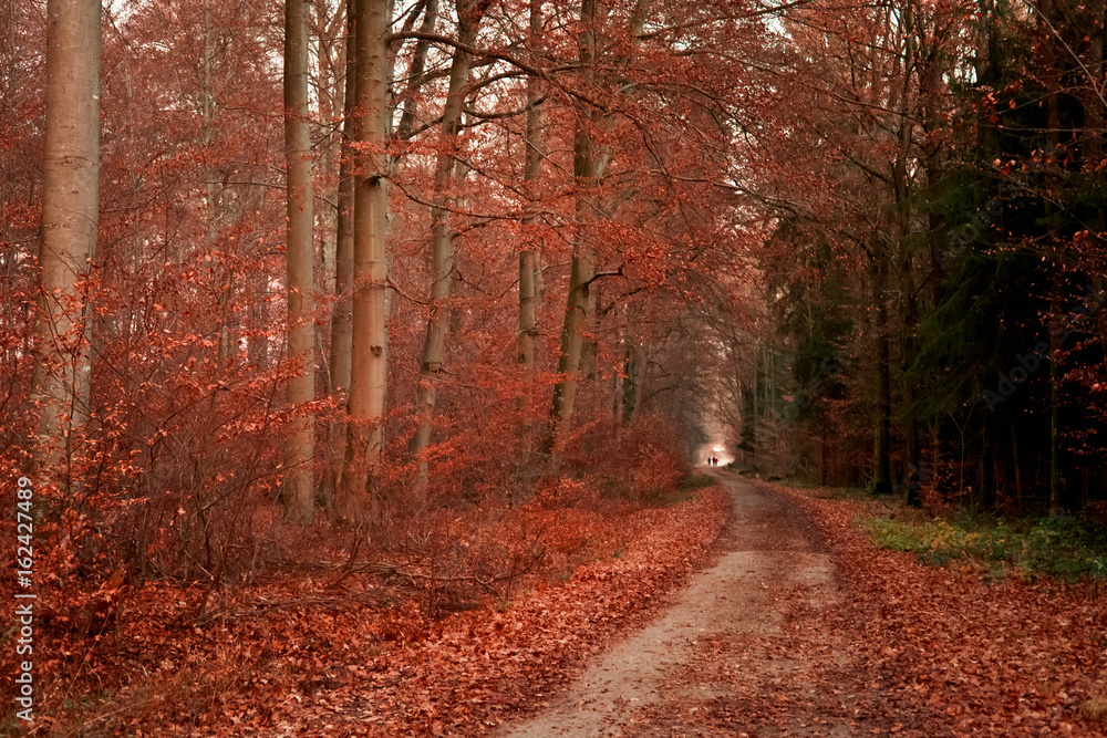 Obraz premium Herbst im Wald