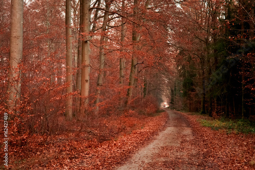Herbst im Wald © Lenslife