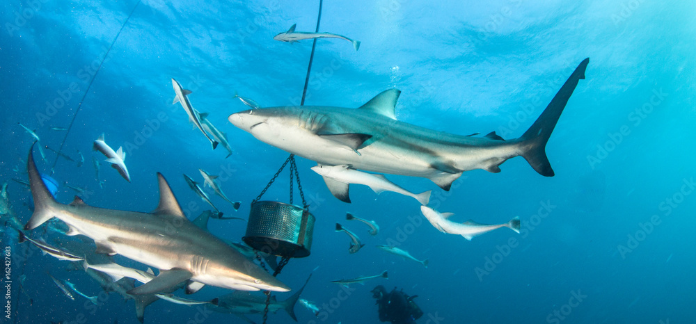 Fototapeta premium Blacktip reef shark