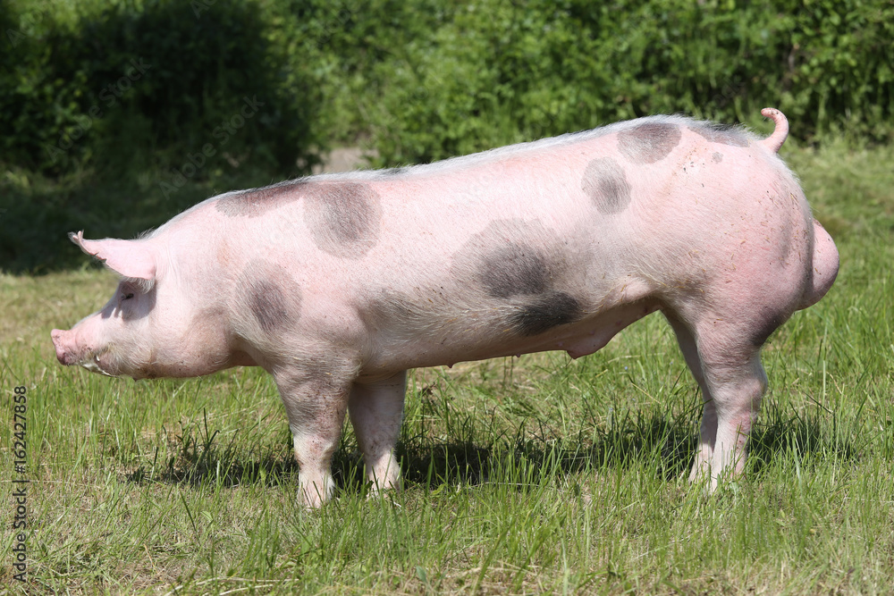 Young pietrian breed pig on natural environment Young pietrian breed pig on natural environment