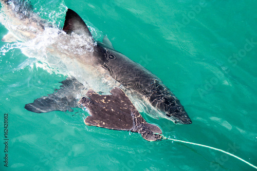 Cage diving with Great White Sharks outside Gansbaai  South Africa
