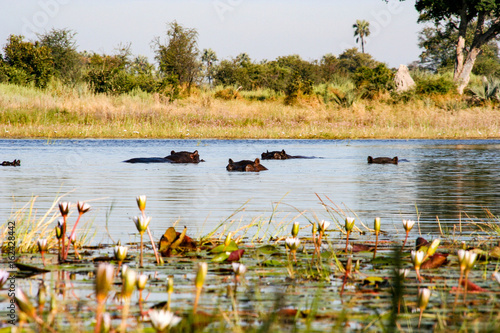 Hippos in the Okavango Delta, Botswana photo