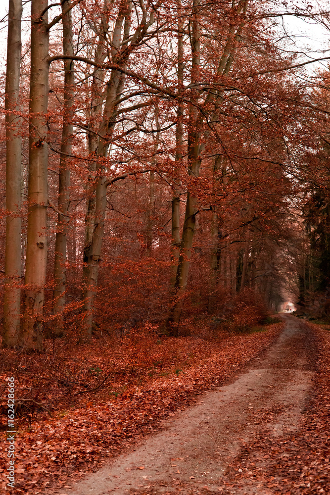 Obraz premium Wald im Herbst