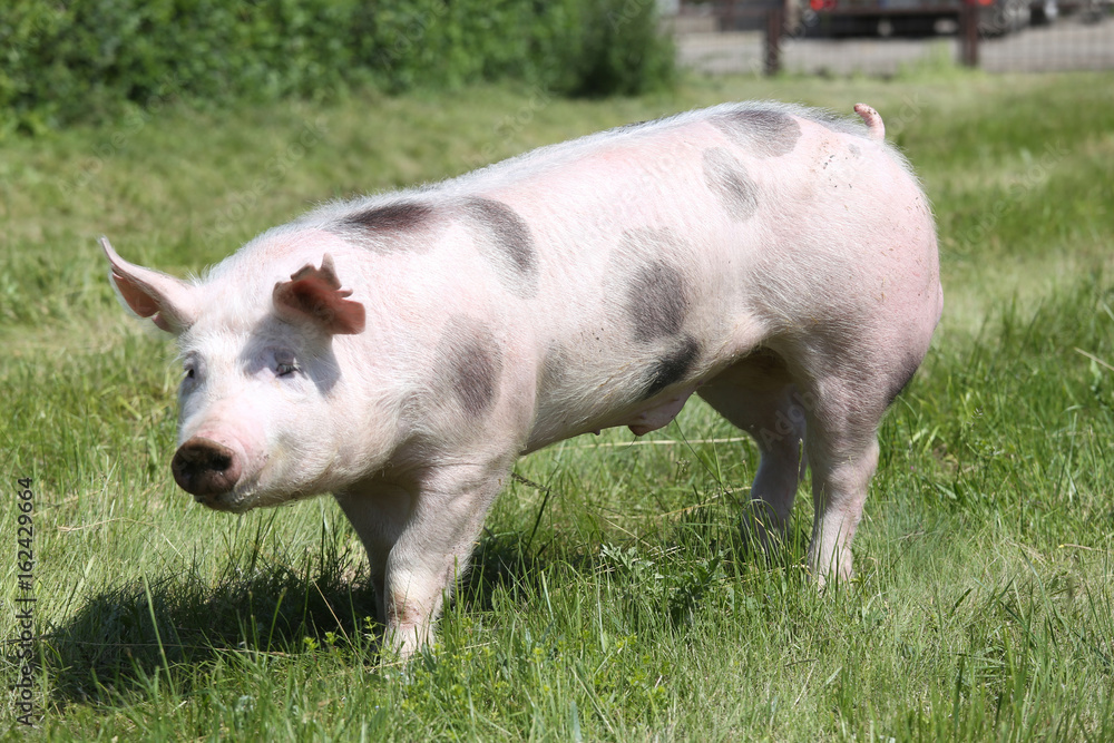 Side view photo of a pietrian young pig on the meadow Side view photo of a pietrian young pig on the meadow