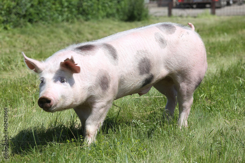 Side view photo of a pietrian young pig on the meadow © acceptfoto