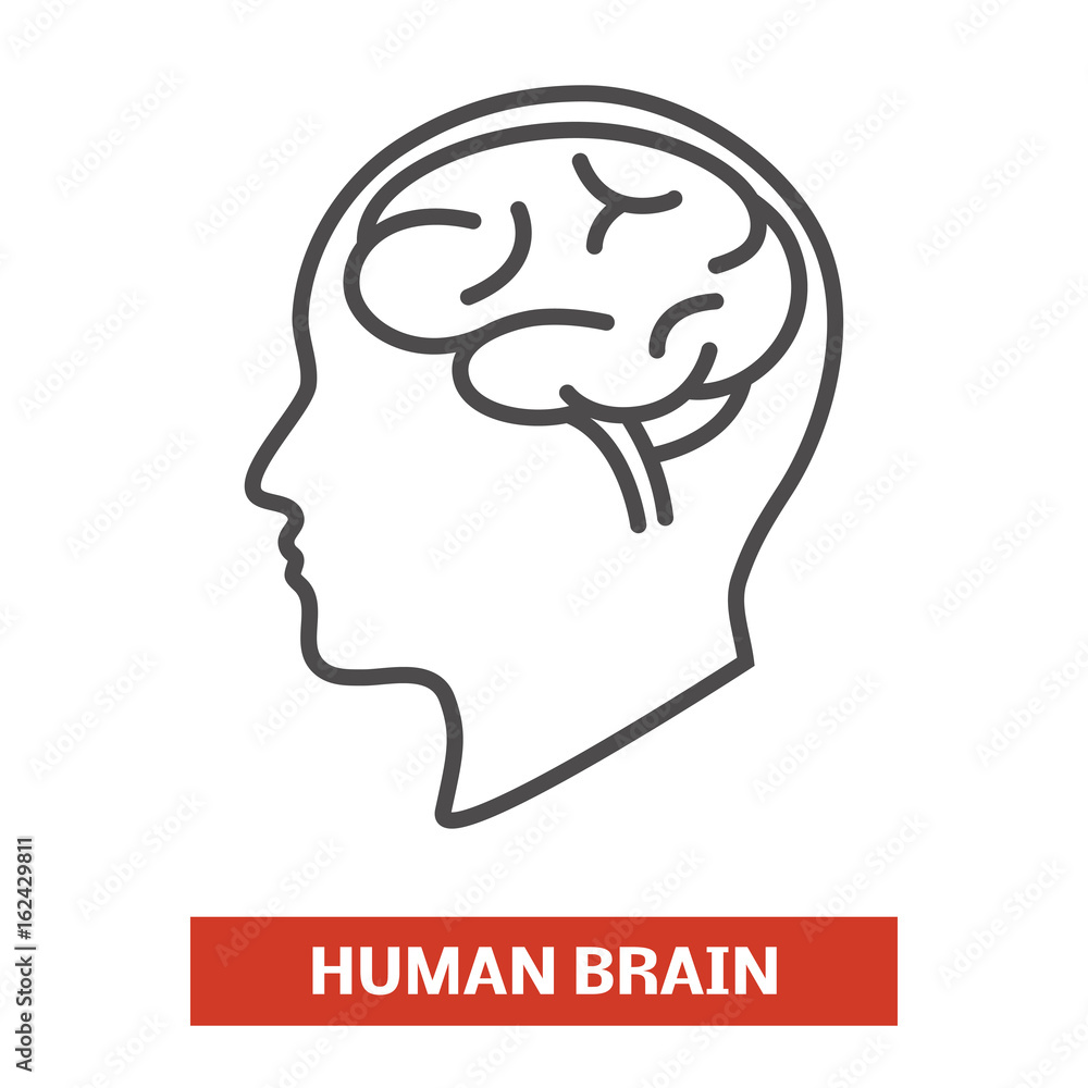Human brain illustration Human brain illustration