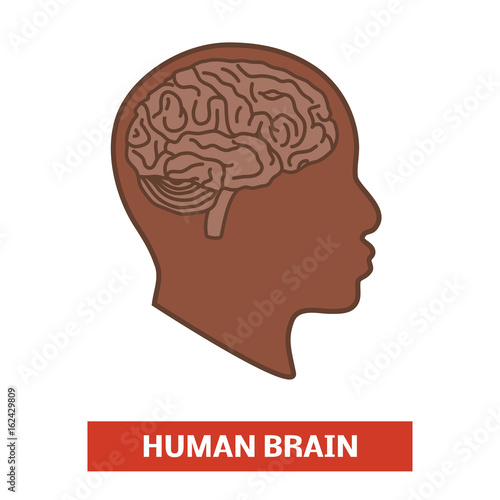 Brain in the head, black man or woman