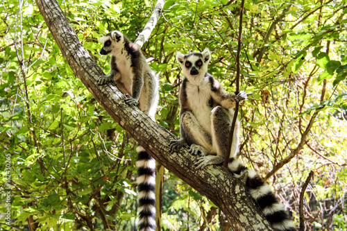 Ring-tailed lemurs in Isalo National Park, Madagascar photo
