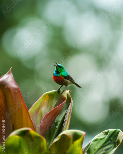 Fort Portal, Uganda