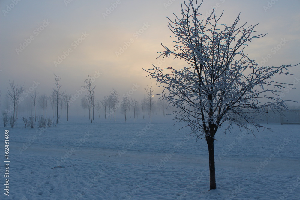 Sunset and fog in the winter park