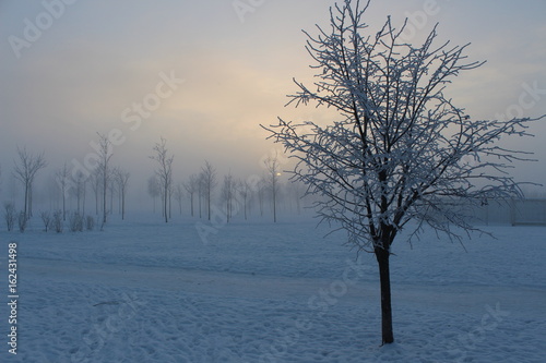 Sunset and fog in the winter park © NATALIA