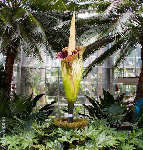 Titan arum, corpse flower photo