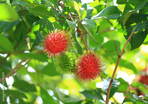 Vibrant Color Ripe and Unripe Rambutan Fruits on the tree, Thailand 