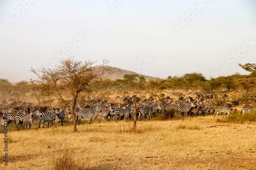 Zebras and wildebeest during the big migration, Serengeti National Park, Tanzania