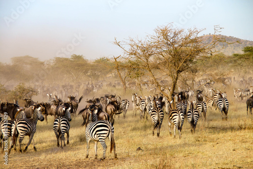 Zebras and wildebeest during the big migration  Serengeti National Park  Tanzania