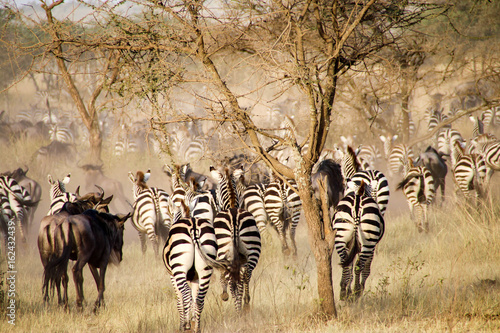 Zebras and wildebeest during the big migration  Serengeti National Park  Tanzania