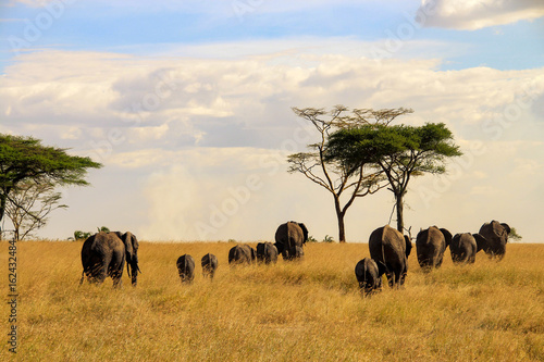 Elephants in Serengeti National Park, Tanzania photo