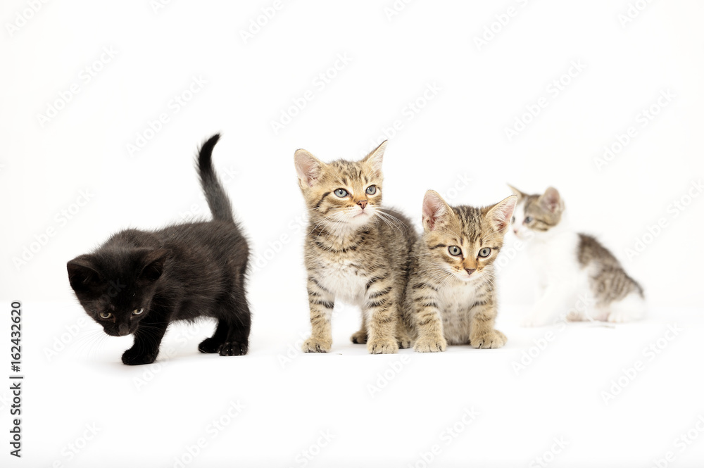 cats, ear, emotion, empty, expression, eyes, face, felines, friendship, young, cats, ear, emotion, empty, expression, eyes, face, felines, friendship, young,