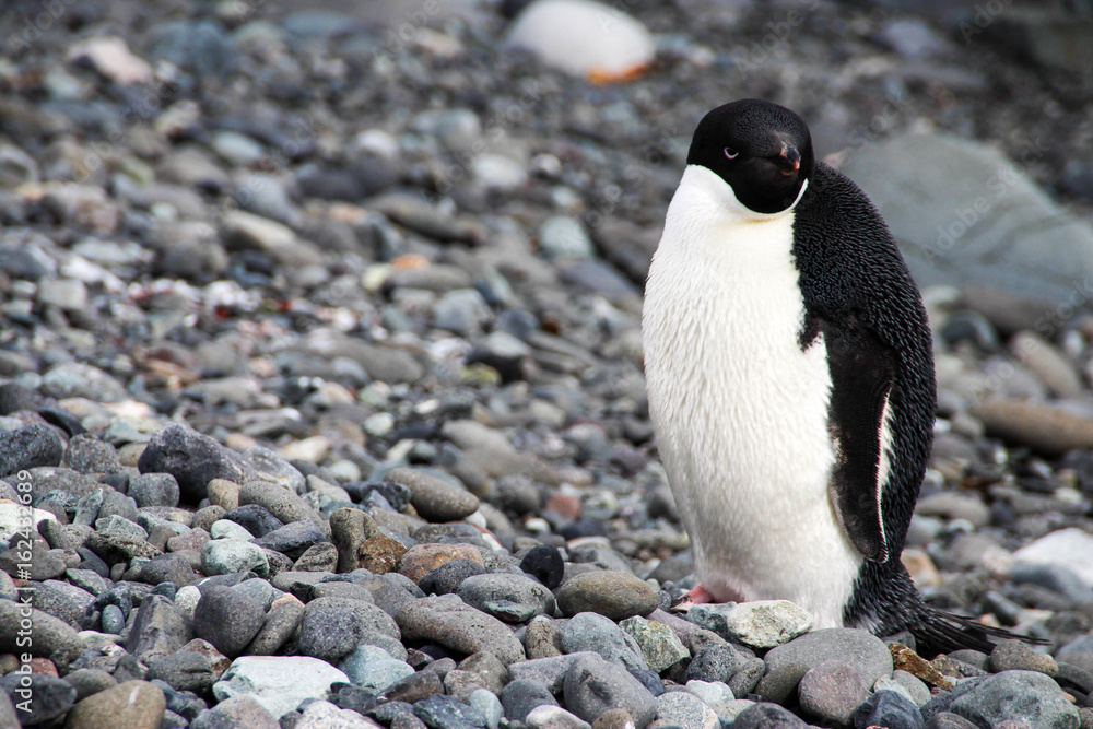 Naklejka premium Grumpy Adelie penguin in Antarctica