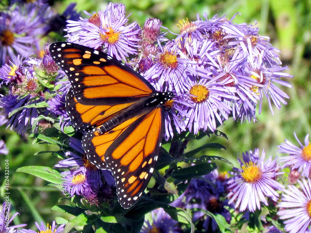 Obraz premium Toronto Lake Monarch butterfly on flowers 2013