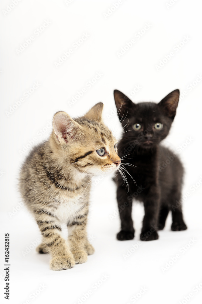 cats, ear, emotion, empty, expression, eyes, face,  felines, friendship, young, 