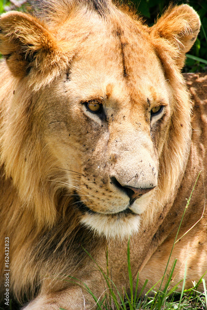 Beautiful lion in Maasai Mara National Park, Kenya