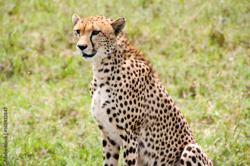 Beautiful cheetah in Maasai Mara National Park, Kenya Beautiful cheetah in Maasai Mara National Park, Kenya