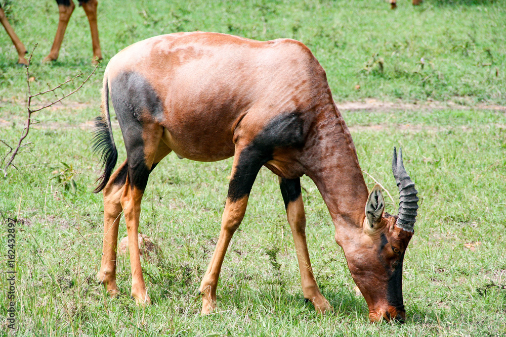 Fototapeta premium Topi Antelope, Masai Mara, Kenya