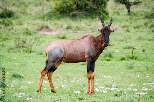 Topi Antelope, Masai Mara, Kenya