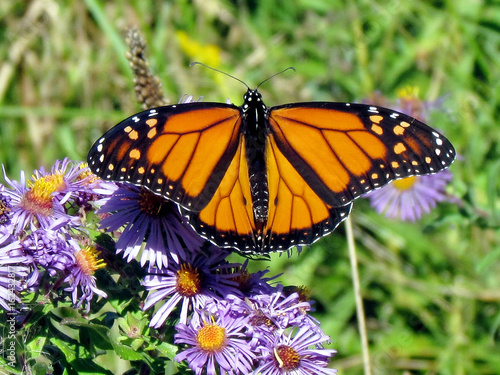 Toronto Lake Monarch butterfly on the flower 2013
