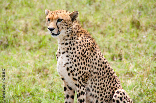 Beautiful cheetah in Maasai Mara National Park, Kenya
