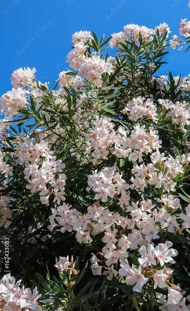 Blooming white oleander (Nerium oleander) bush Blooming white oleander (Nerium oleander) bush