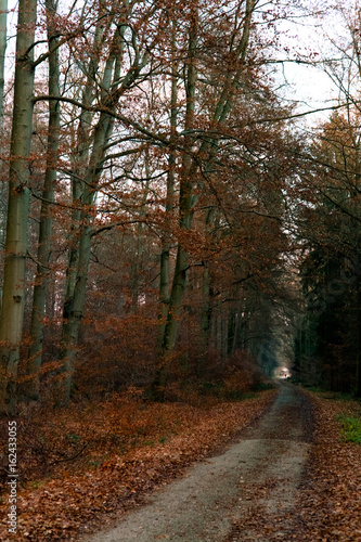 Waldweg im Herbst