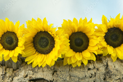Fototapeta Naklejka Na Ścianę i Meble -  Four sunflowers 