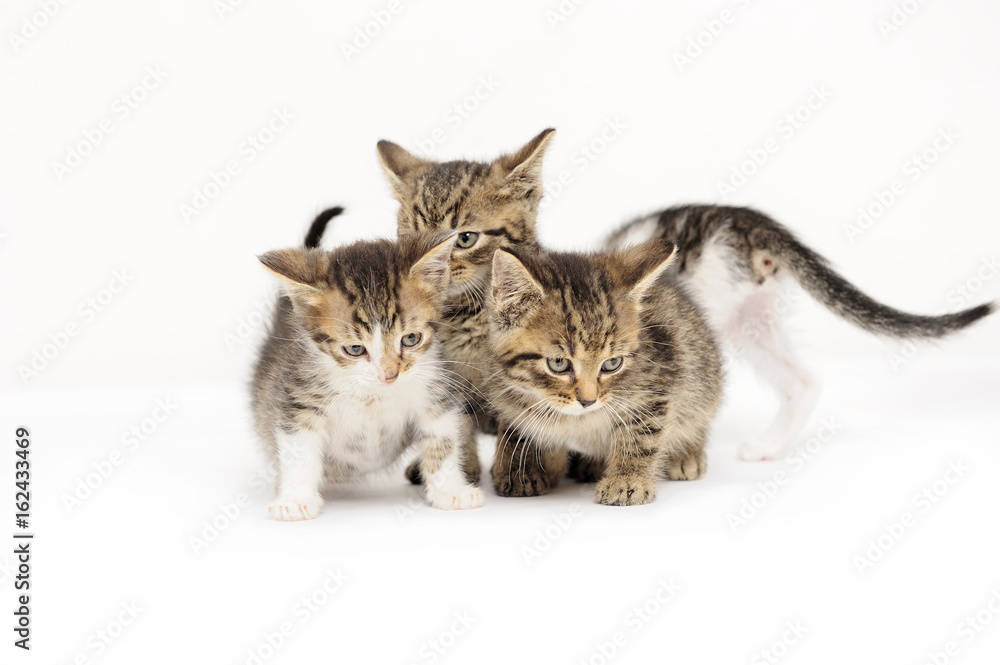 Obraz premium cats, ear, emotion, empty, expression, eyes, face, friendship, young, 