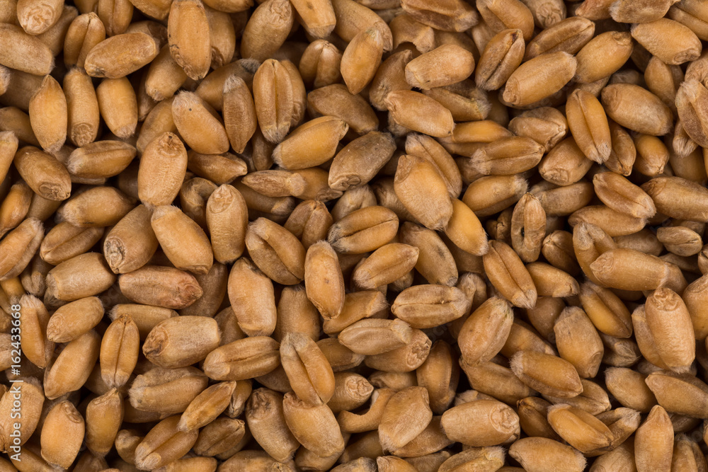 whole background of wheat grain whole background of wheat grain