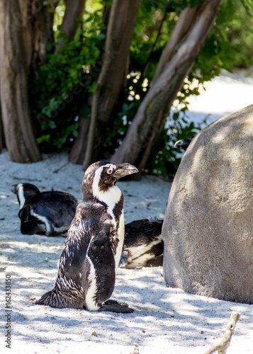 Pinguino Africano photo