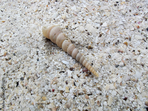 Sea shells background