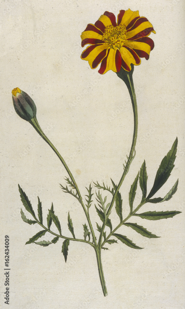 Fototapeta Plants - Tagetes Patula. Date: 1791