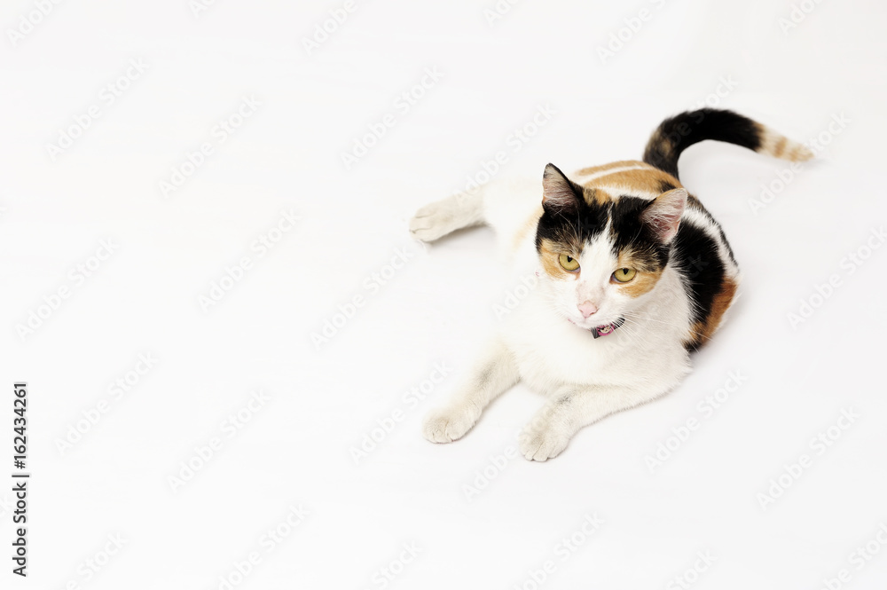 cat, animal, domestic, pet, mixed breed, young, wild, natural, young cat, animal, domestic, pet, mixed breed, young, wild, natural, young