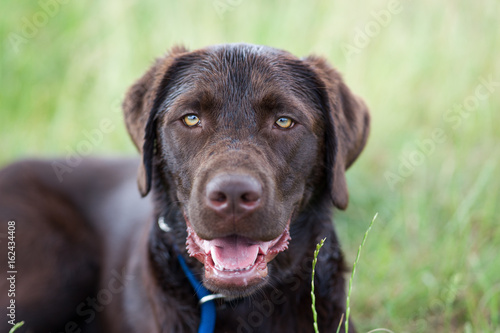 Portrait von einem jungen braunen labrador retriever hund welpen mit hellen intensiven Augen © manushot