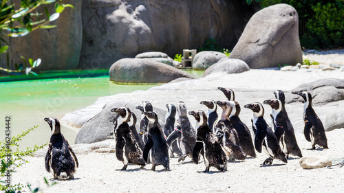 Pinguini Africani