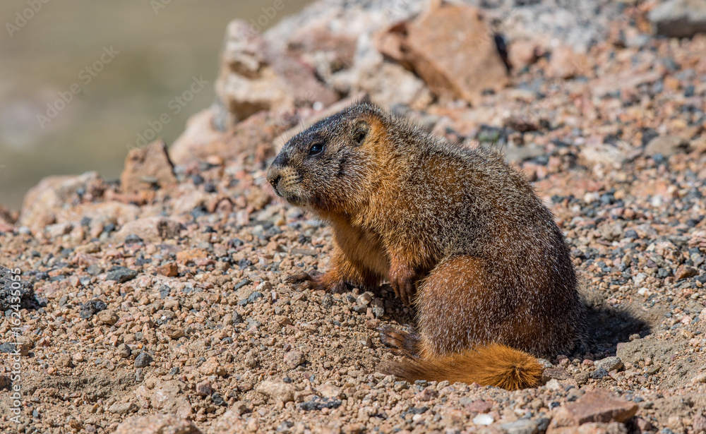 Yellow-bellied Marmot Getting Some Sun in the Morning Yellow-bellied Marmot Getting Some Sun in the Morning