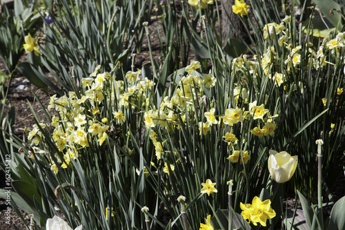 Fototapeta Naklejka Na Ścianę i Meble -  A bed of daffodils