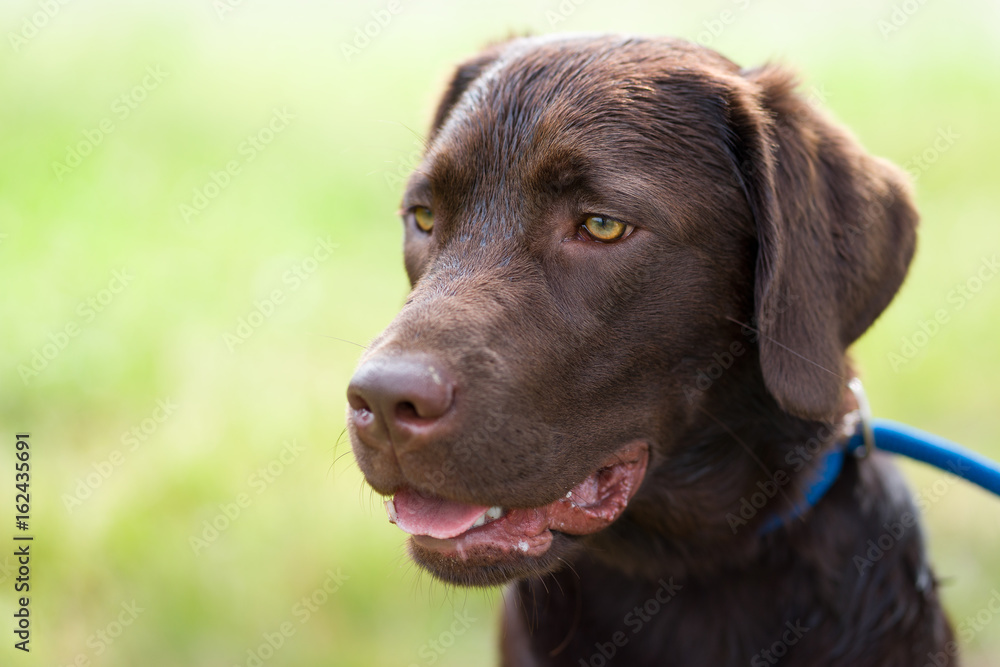 junger süßer labrador rtetriever hund welpe mit hundeleine auf grüner sommerwiese junger süßer labrador rtetriever hund welpe mit hundeleine auf grüner sommerwiese