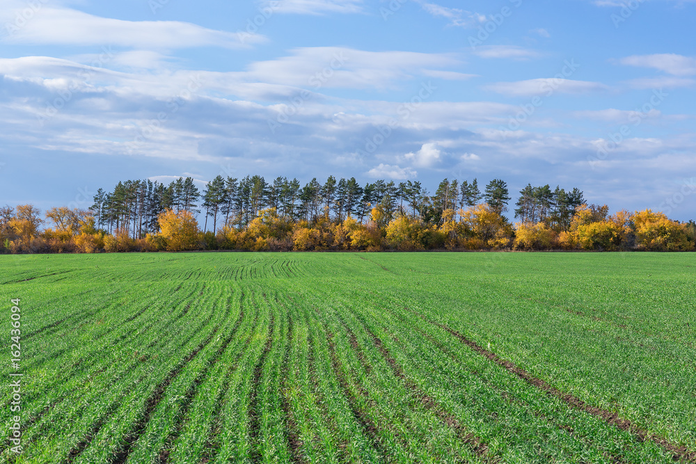 Fototapeta premium Agricultural field in Europe