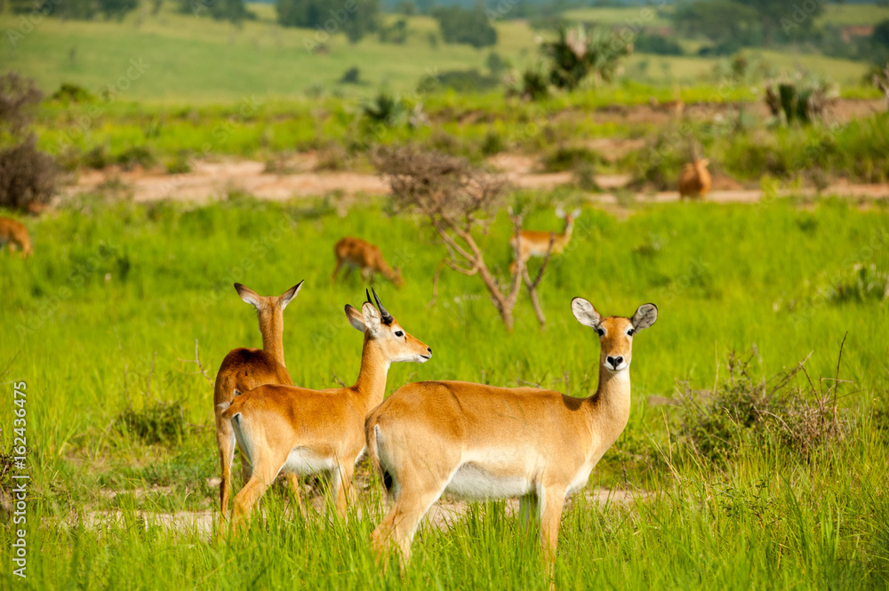 Naklejka premium Antelope, Uganda