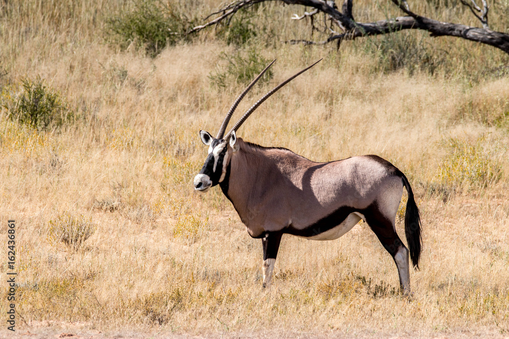 Fototapeta premium Gemsbok, oryx gazella, in Kgalagadi Transfrontier Park, South Africa