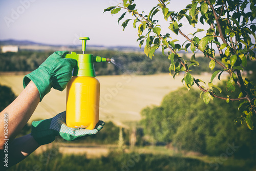Woman with gloves spraying a leaves of fruit tree against plant diseases and pests. Use hand sprayer with pesticides in the garden.