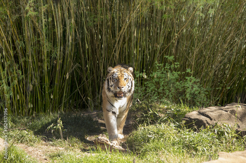 Fototapeta Naklejka Na Ścianę i Meble -  Bengal tiger walking toward camera